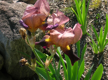 Popup this image.